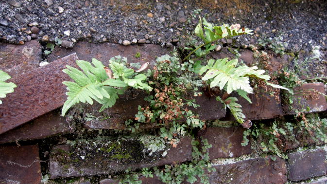Floradistricten :: Vos Ecologisch Onderzoek